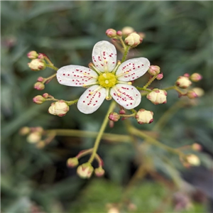 Saxifraga Paniculata Var. Portae